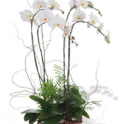 Four Phalaenopsis Orchids (Color of Your Choice)