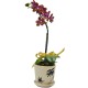 One Mini Orchid (Color of Your Choice)