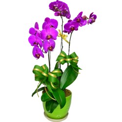 3 Orchids (colour of your choice)