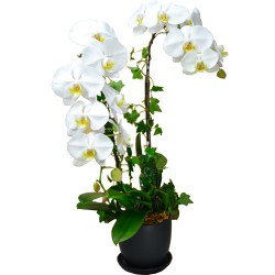 2 Orchids (Color of Your Choice)