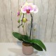 One Orchid (Colour of Your Choice)