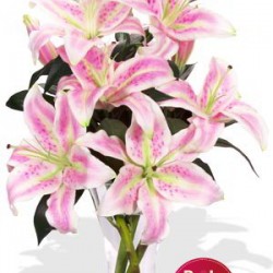 8 Oriental Lily in Vase
