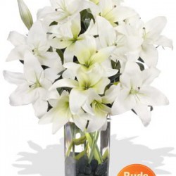12 Oriental Lily in Vase