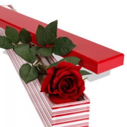 1 Long Stem Premium Rose Presentation Box
