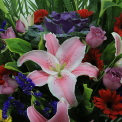 Flowers for Congratulations with Red Lily and Mixed Colors of Gerberas
