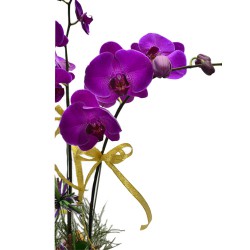 9 Orchids (Colour of your choice)