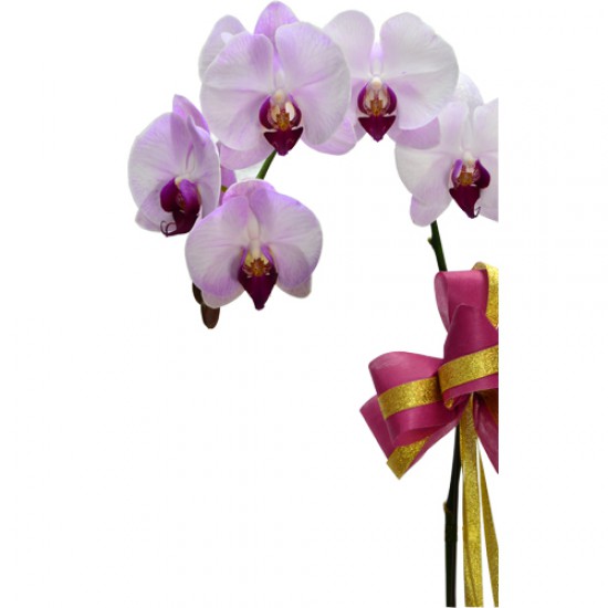 One Orchid (Colour of Your Choice)