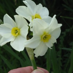 Chinese New Year Narcissus Plant
