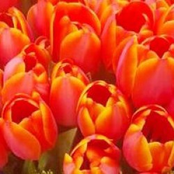 50pcs Tulips Bouquet (colour at your choice)