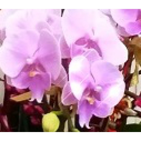 8 Phalaenopsis Orchids (Color of Your Choice)